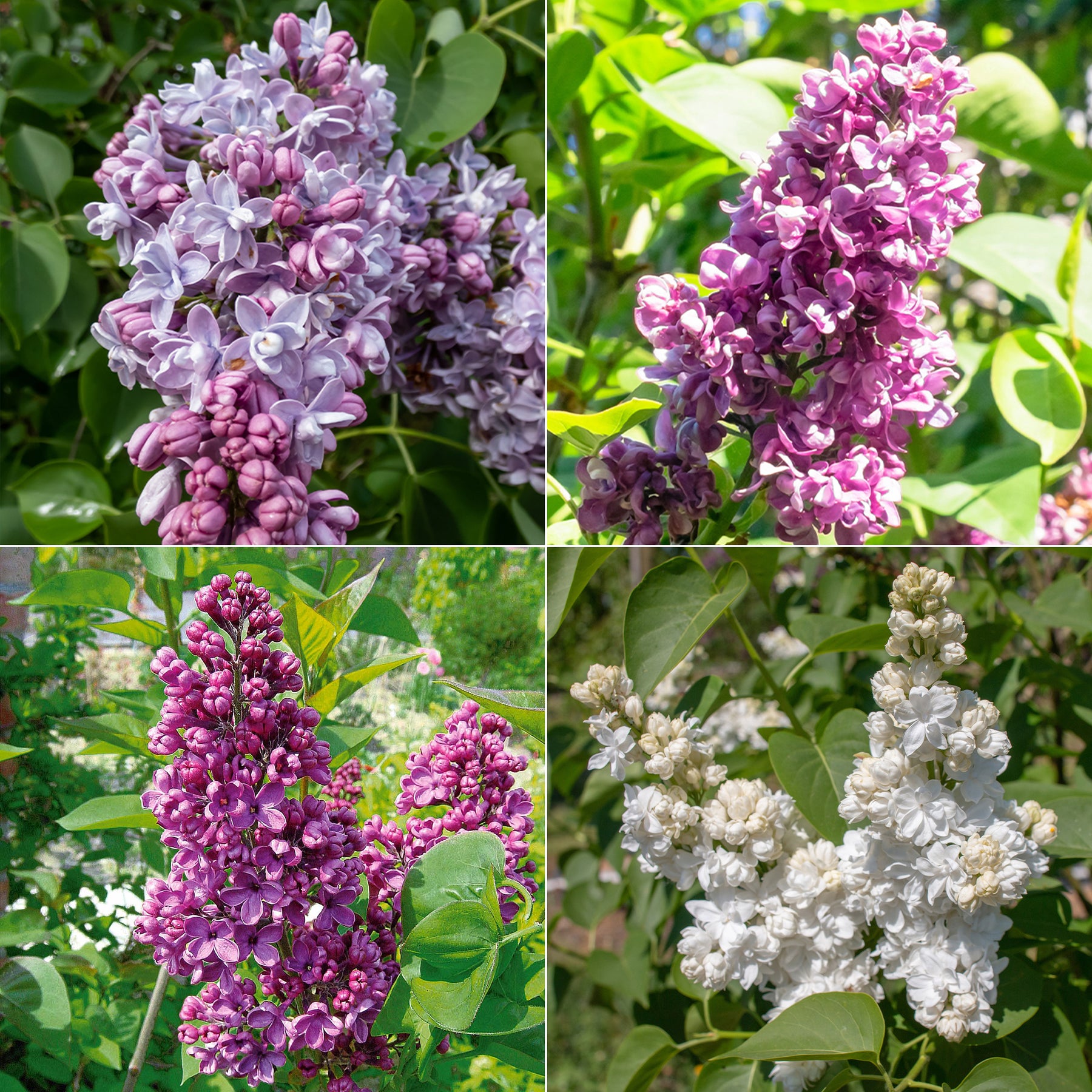 Collection de 4 Lilas doubles : bleu, rouge, lilas, blanc - Willemse