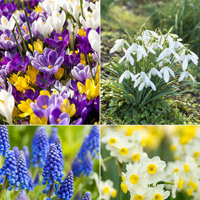 100 Bulbes de fleurs Running Wild en mélange - Willemse