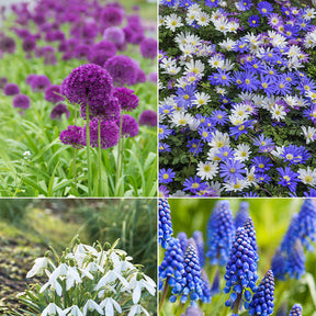 100 Bulbes de fleurs 6 Mois de Fleurs en mélange - Willemse