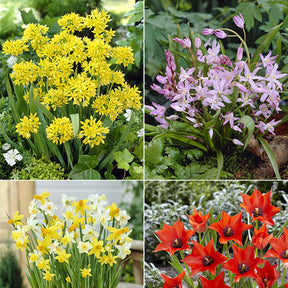 100 Bulbes de fleurs 6 Mois de Fleurs en mélange - Galanthus, Muscari, Narcissus, Tulipa, Chionodoxa, Anemone, Allium - Willemse