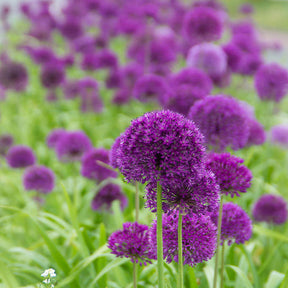 Galanthus, Muscari, Narcissus, Tulipa, Chionodoxa, Anemone, Allium - 100 Bulbes de fleurs 6 Mois de Fleurs en mélange - Collections de bulbes