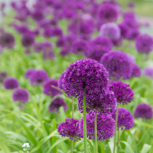 Galanthus, Muscari, Narcissus, Tulipa, Chionodoxa, Anemone, Allium - 100 Bulbes de fleurs 6 Mois de Fleurs en mélange - Collections de bulbes