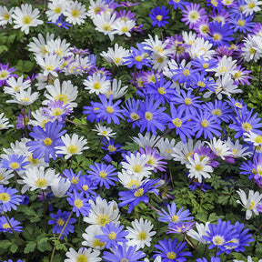 Vente 100 Bulbes de fleurs 6 Mois de Fleurs en mélange - Galanthus, Muscari, Narcissus, Tulipa, Chionodoxa, Anemone, Allium