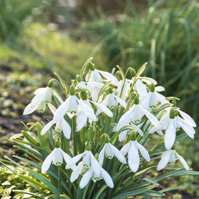 Collections de bulbes - 100 Bulbes de fleurs 6 Mois de Fleurs en mélange - Galanthus, Muscari, Narcissus, Tulipa, Chionodoxa, Anemone, Allium