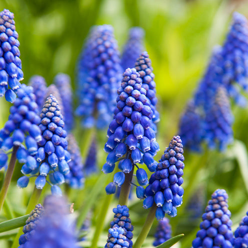 Vente 100 Bulbes de fleurs 6 Mois de Fleurs en mélange