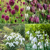 70 Bulbes de fleurs Butterfly Food en mélange - Willemse