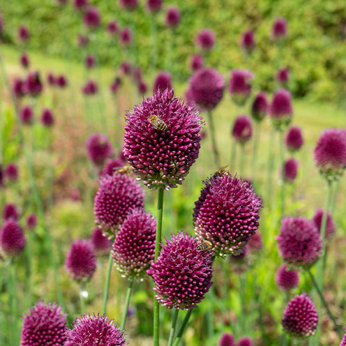 Eranthis, Galanthus, Leucojum, Muscari, Fritillaria, Tulipa, Allium - 70 Bulbes de fleurs Butterfly Food en mélange - Collections de bulbes