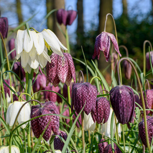 Collections de bulbes - 70 Bulbes de fleurs Butterfly Food en mélange - Eranthis, Galanthus, Leucojum, Muscari, Fritillaria, Tulipa, Allium