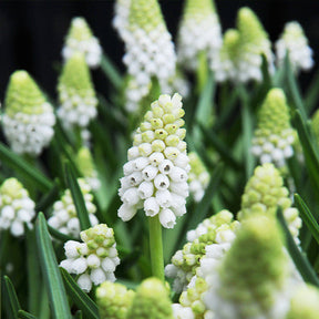 70 Bulbes de fleurs Butterfly Food en mélange - Collections de bulbes - Willemse