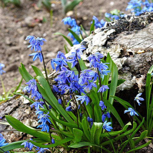 Vente 70 Bulbes de fleurs Butterfly Food en mélange - Collections de bulbes