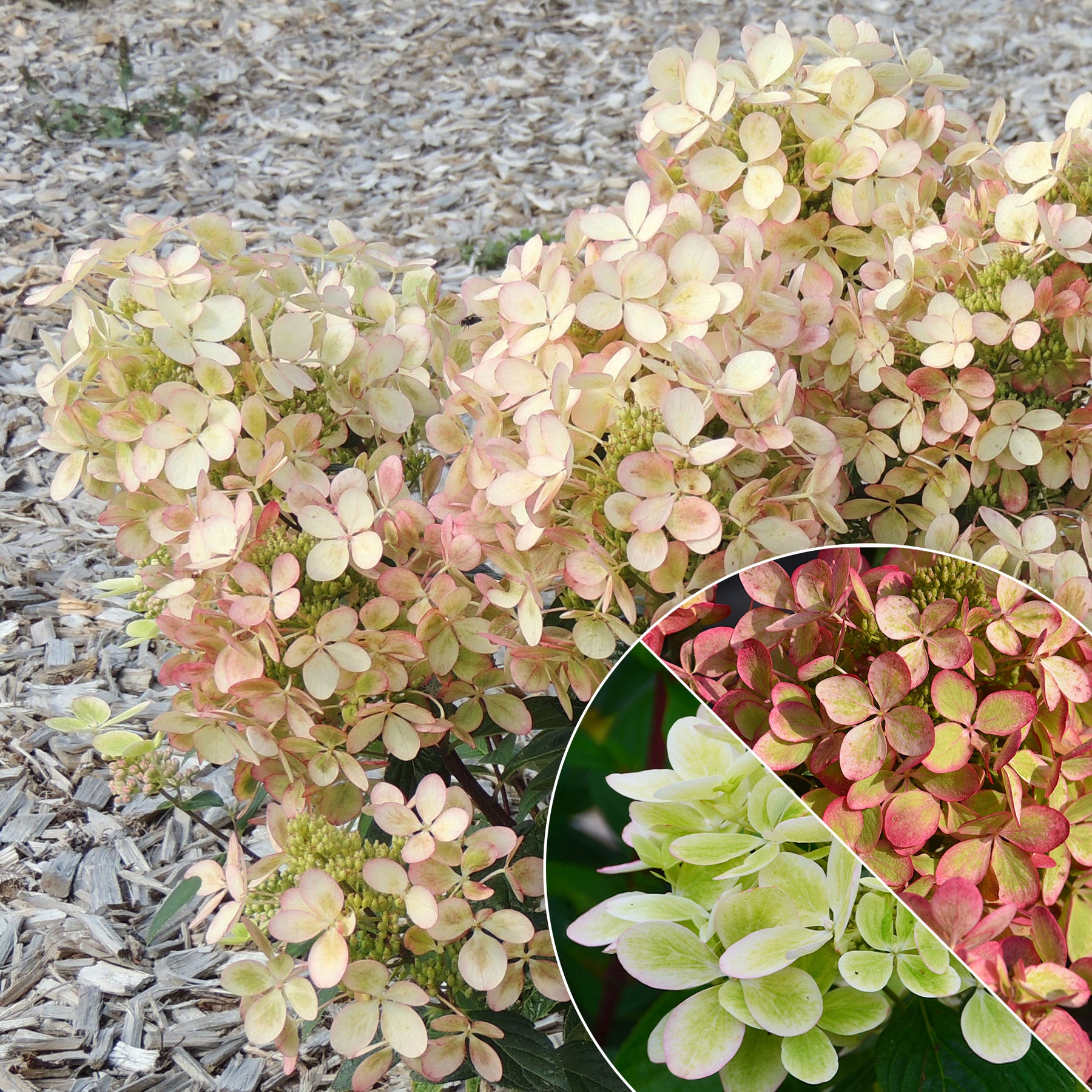 Hortensia paniculé PASTELGREEN® Renxolor - Willemse
