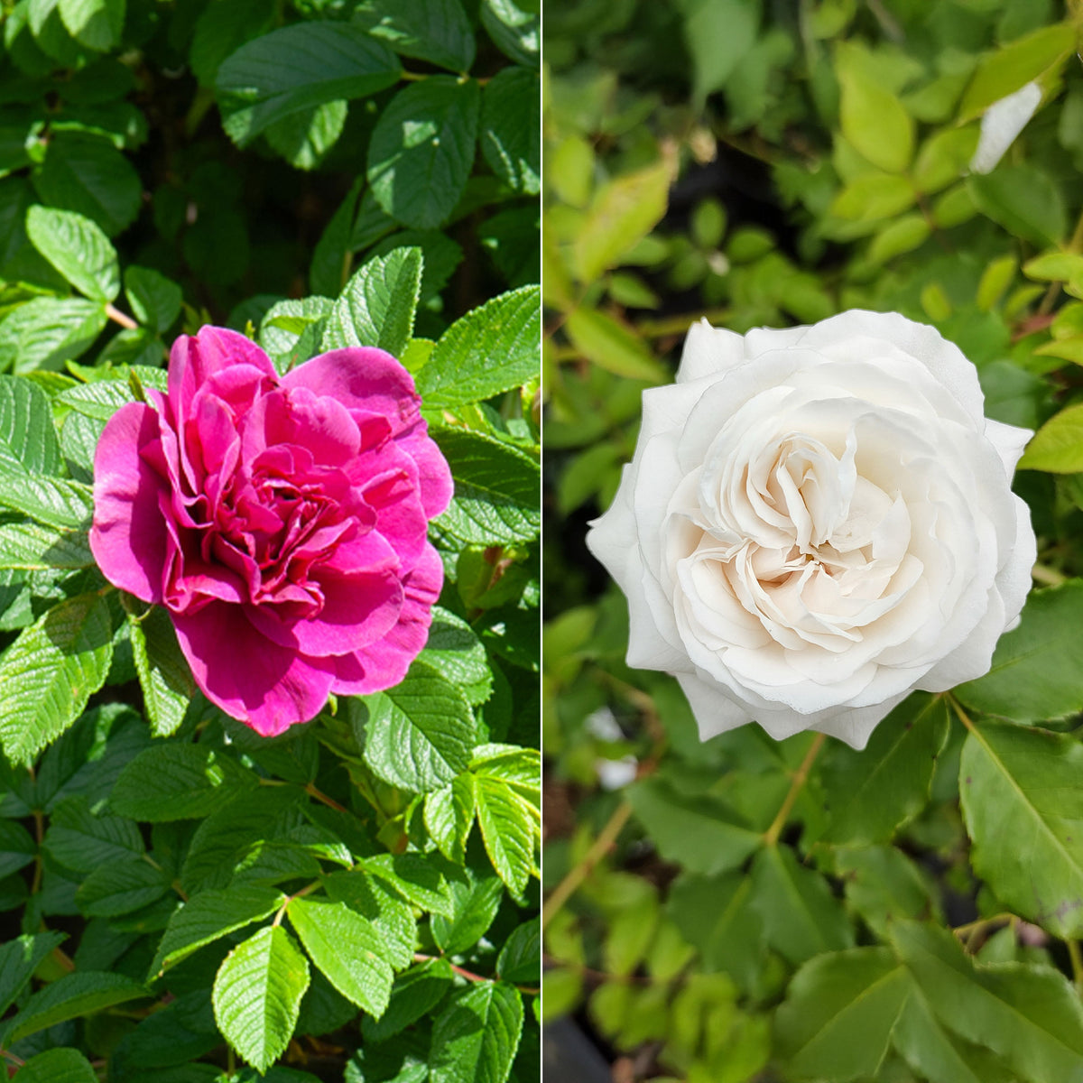 Collection de 2 Rosiers botaniques - Willemse