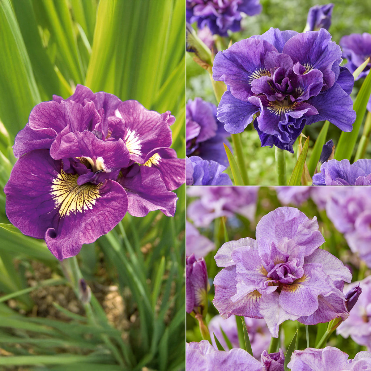 Collection de 6 Iris de Sibérie - Willemse