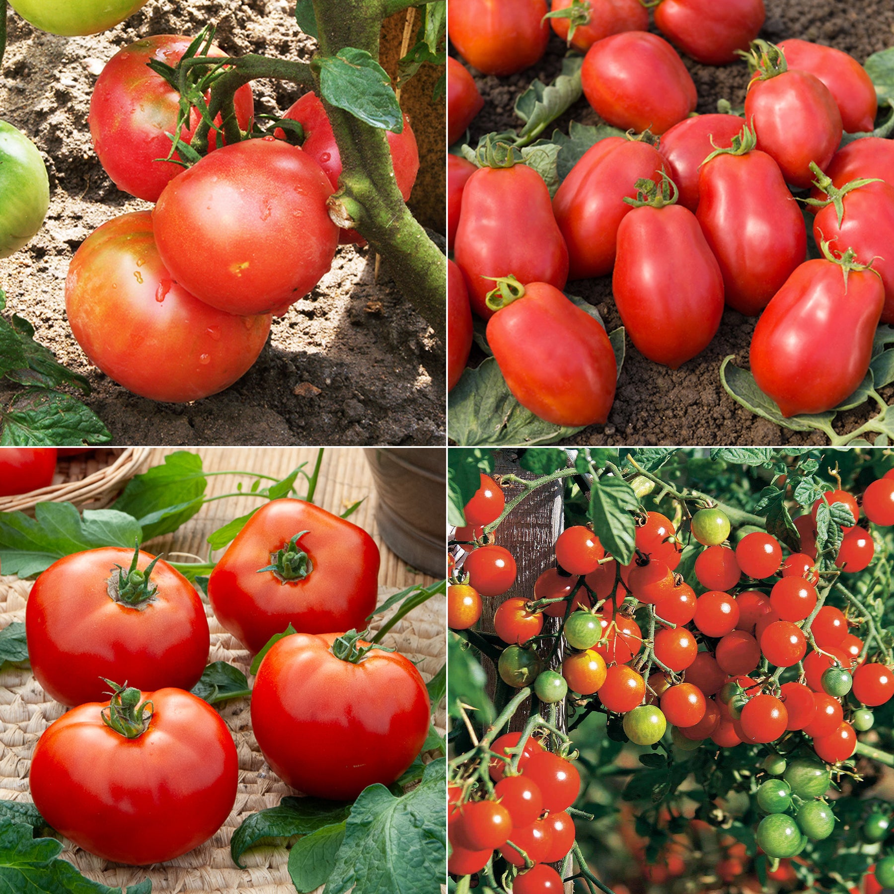 Collection de Tomates - Willemse