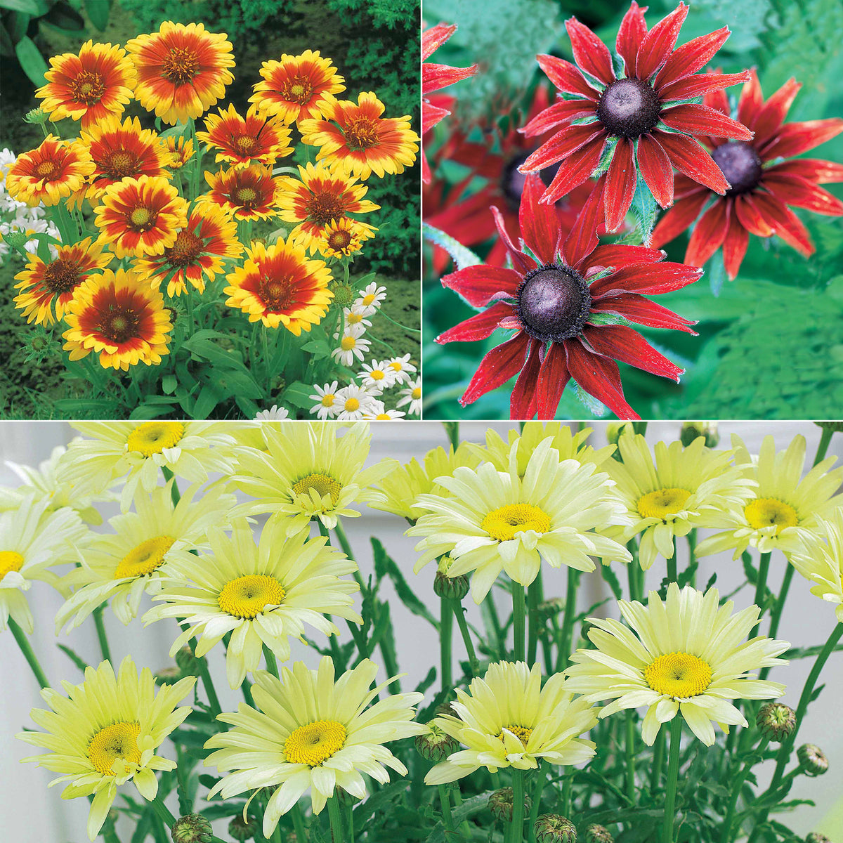 Collection de 6 Marguerites colorées - Willemse