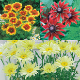 Collection de 6 Marguerites colorées - Willemse