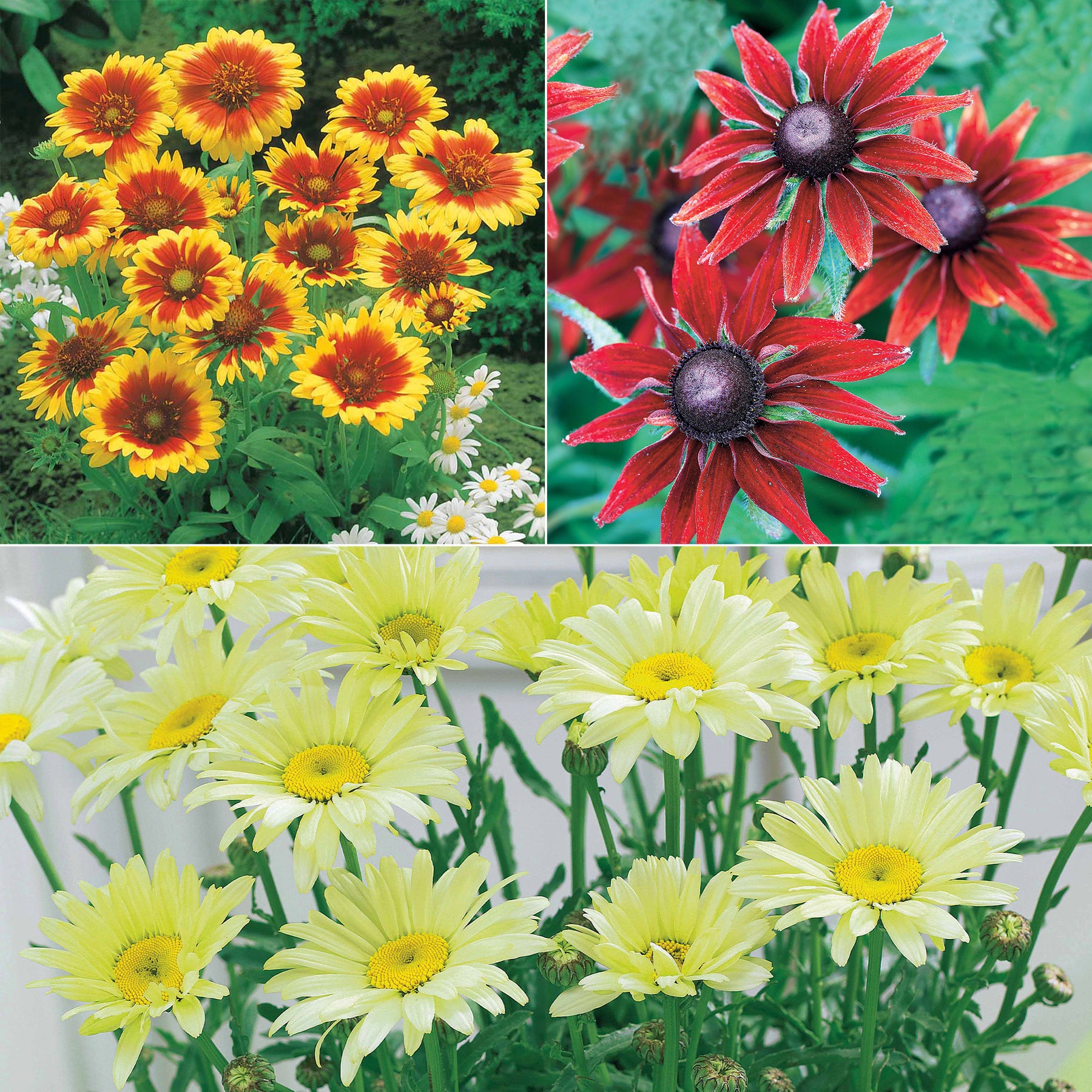 Collection de 6 Marguerites colorées - Willemse