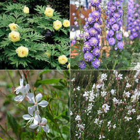 Collection de 4 plantes vivaces aux couleurs tendres - Willemse