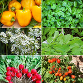 Collection de graines pour carré potager #1 - Willemse
