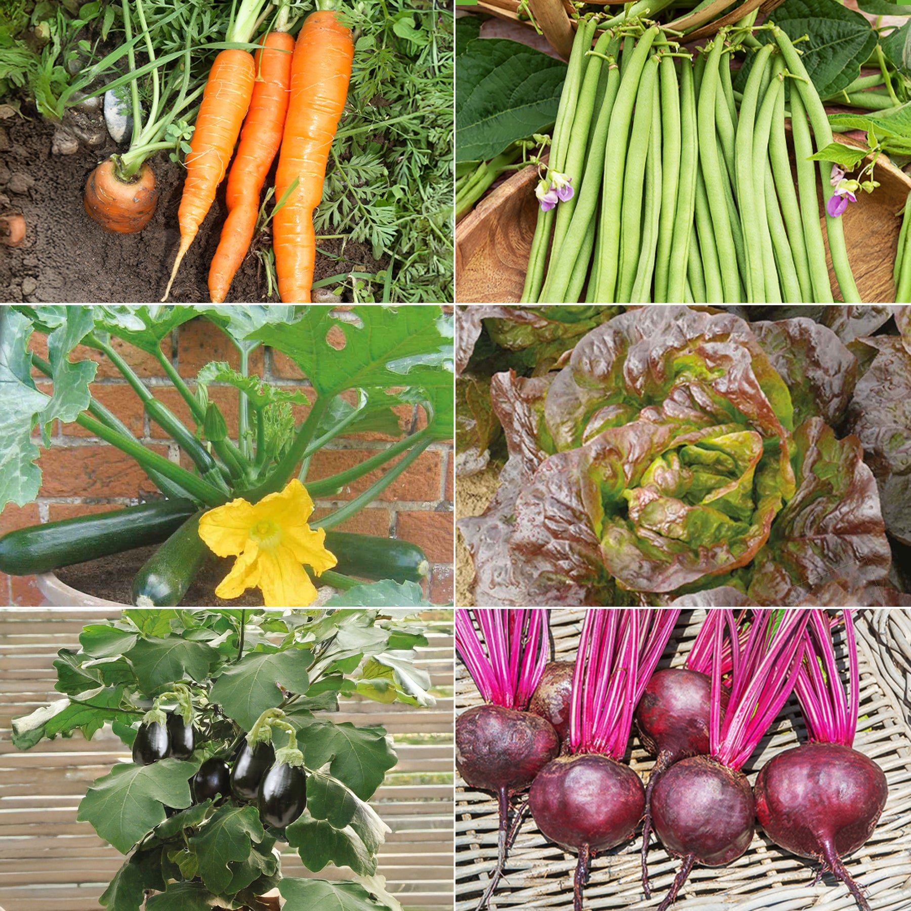 Collection de graines pour carré potager #1