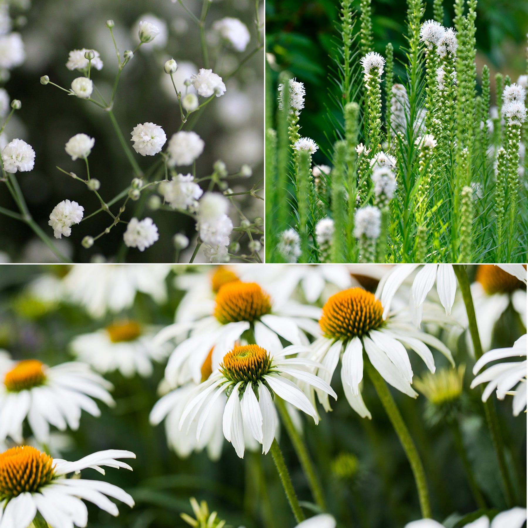 Vivaces à fleurs Blanches - Gyspsophila, Liatris, Echinacea - Willemse