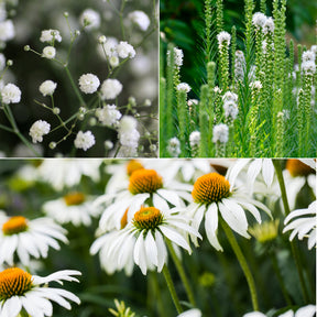 Vivaces à fleurs Blanches - Gyspsophila, Liatris, Echinacea - Willemse