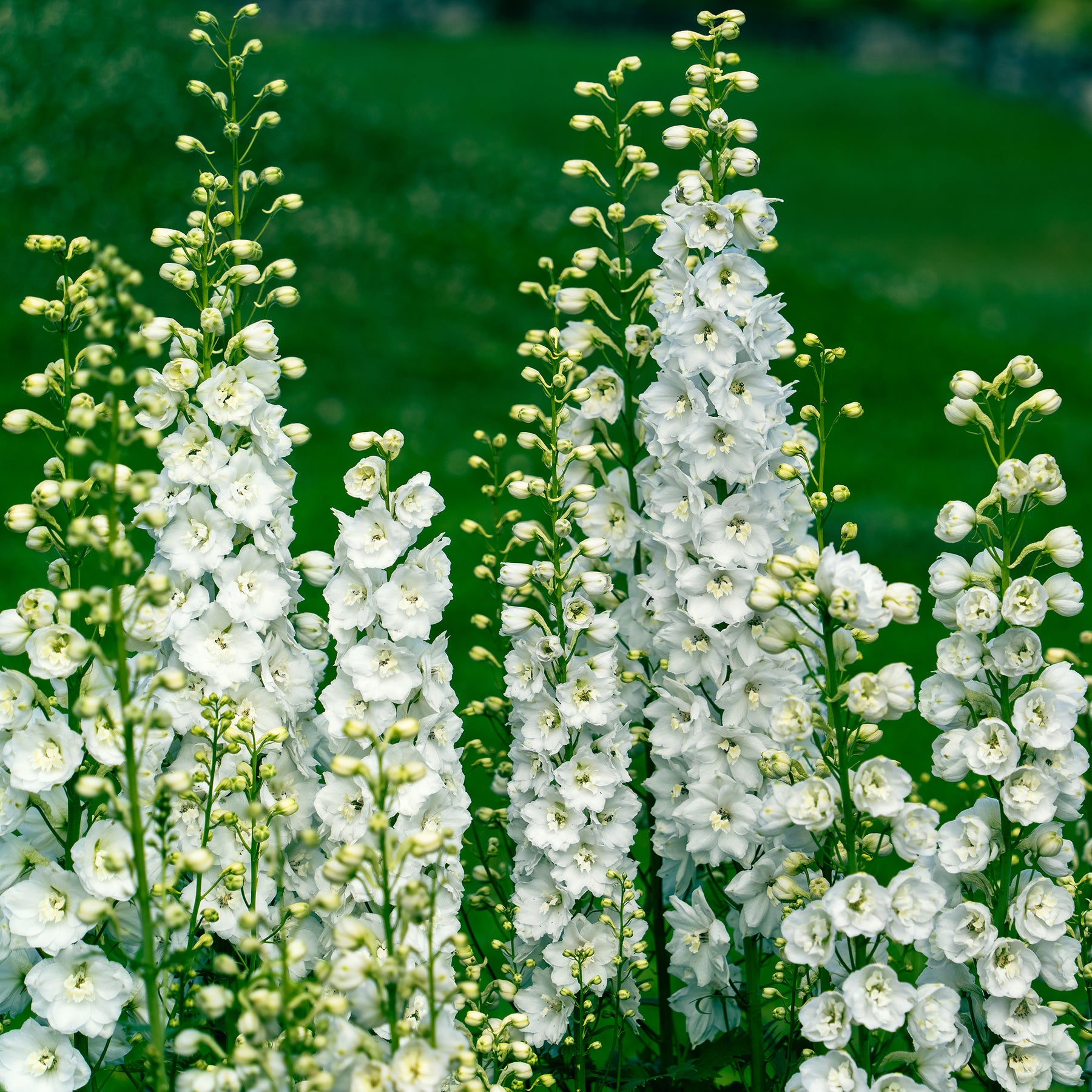 Collections de vivaces - Vivaces Blanches et Roses - Delphinium, Salvia, Echninacea