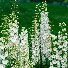 Collections de vivaces - Vivaces Blanches et Roses - Delphinium, Salvia, Echninacea