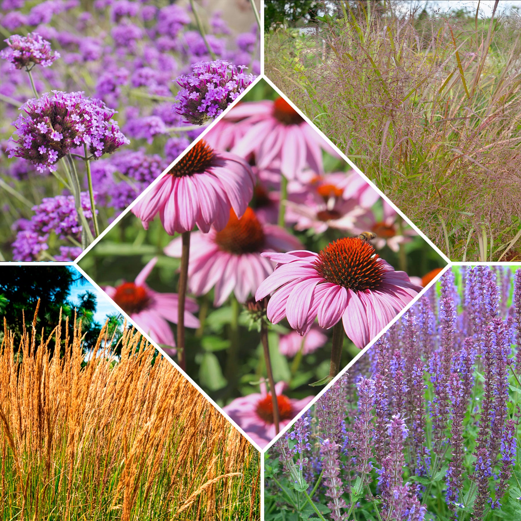 5 Vivaces pour massif fleuri - Willemse