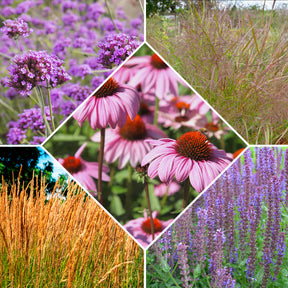 5 Vivaces pour massif fleuri - Willemse