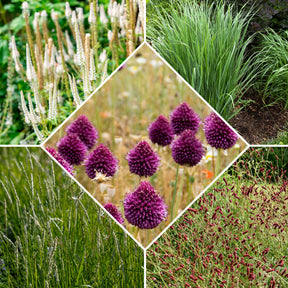 5 Vivaces pour prairie fleurie - Willemse