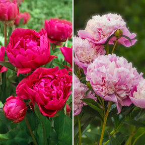 Duo de Pivoines rouge et rose  - Willemse