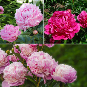 Trio de Pivoines rose et rouge  - Willemse