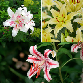 Trio de lis orientaux parfumés - Willemse