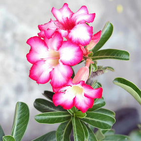 Adenium obesum - Rose du désert et son cache-pot blanc ELHO - Plantes fleuries