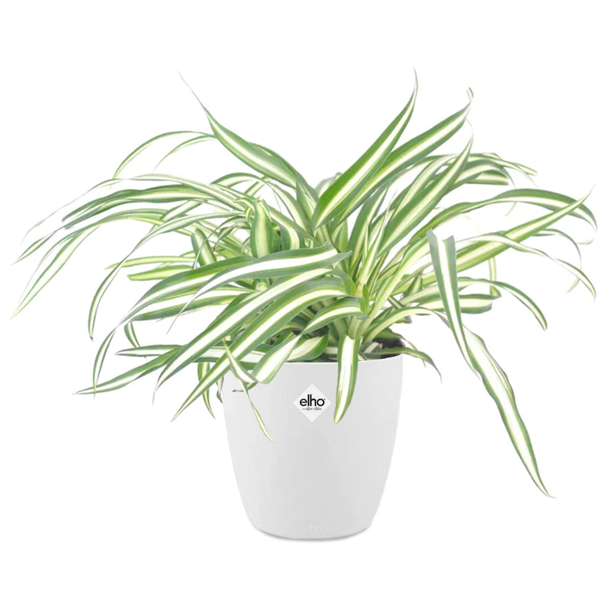 Chlorophytum Atlantic et son cache-pot blanc ELHO - Chlorophytum comosum atlantic - Willemse