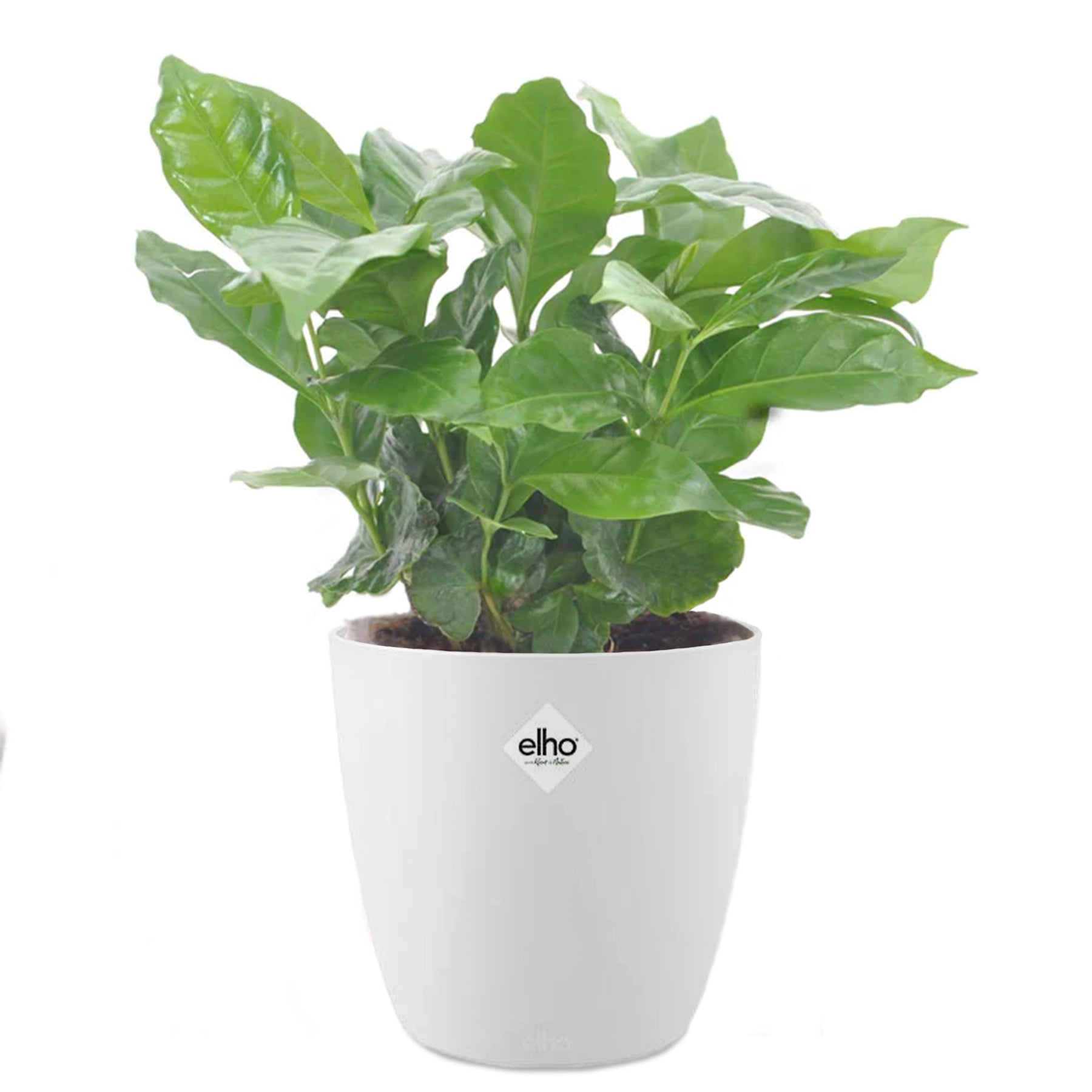 Cafeier et son cache-pot blanc ELHO - Willemse