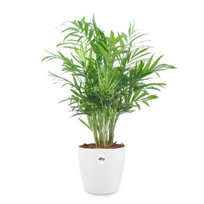 Palmier nain et son cache-pot blanc ELHO - Chamaedorea elegans - Willemse