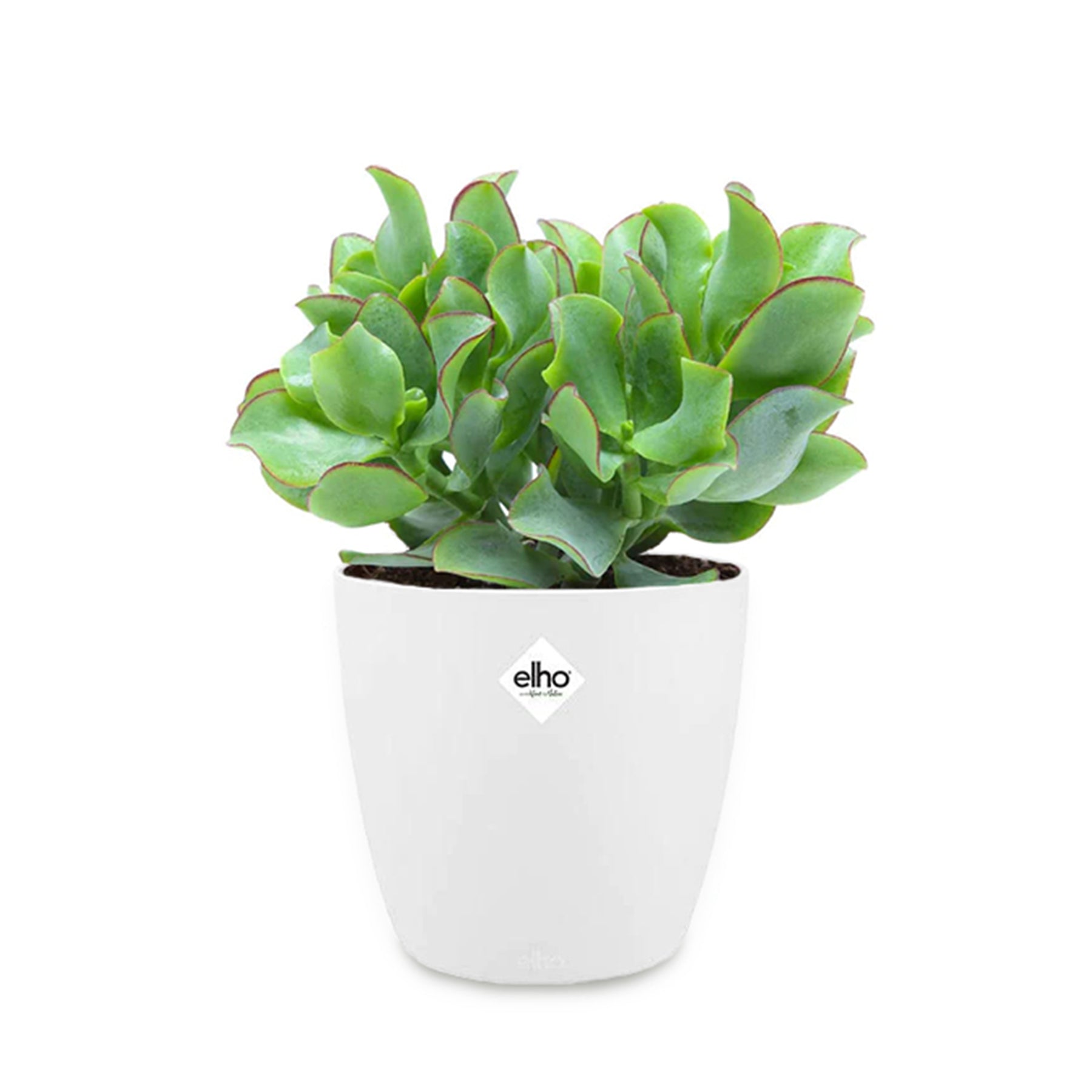 Crassula arborescens cristata et son cache-pot - Willemse