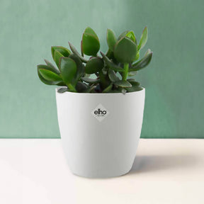 Crassula ovata argentea et son cache-pot blanc ELHO - Willemse