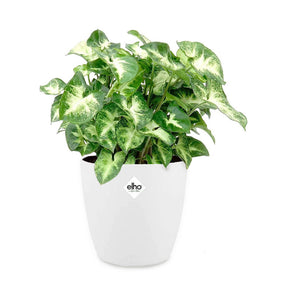 Syngonium pixie - Syngonium Pixie et son cache-pot blanc ELHO - Plantes vertes