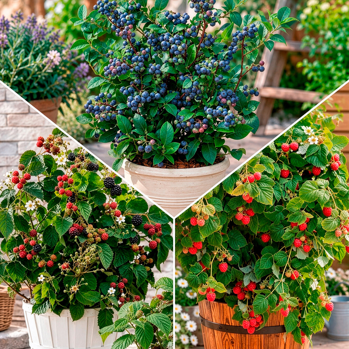 Collection d'arbustes fruitiers nains : mûrier, framboisier, myrtiller
