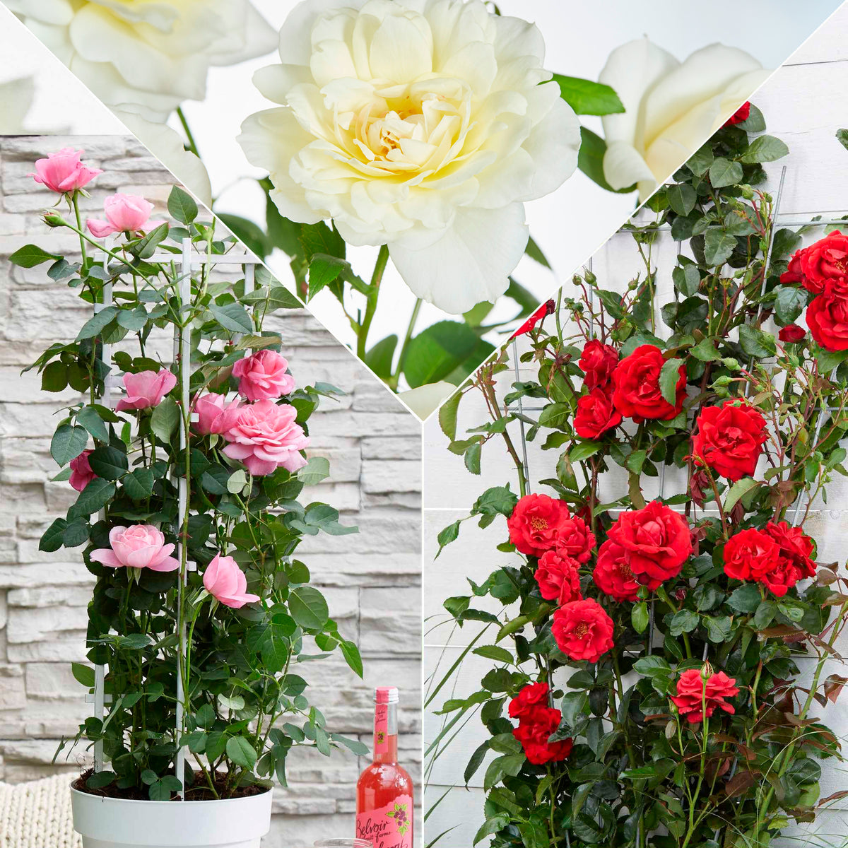 3 Rosiers grimpants parfumées en mélange