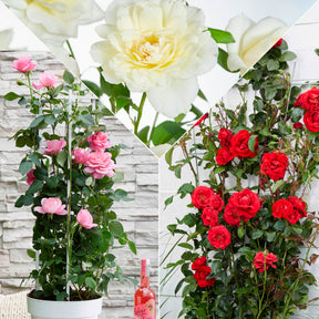 3 Rosiers grimpants parfumées en mélange