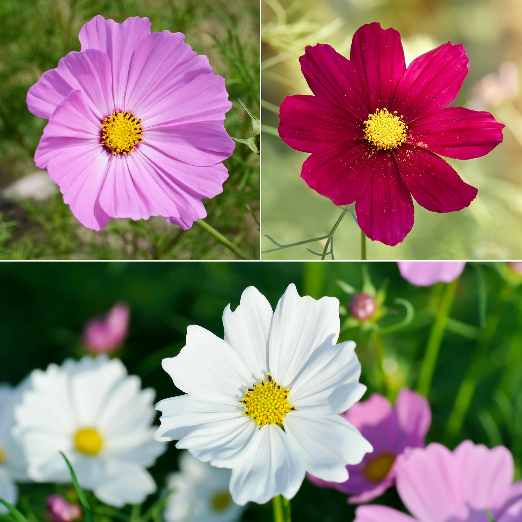 Cosmos Sensation en mélange - Cosmos bipinnatus - Willemse