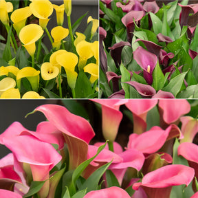 3 Callas rose, jaune, pourpre en mélange - Willemse