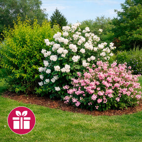 3 arbustes en cadeaux - Weigela Bristol Ruby,Philadelphus Virginal,Forsythia int. Spectabilis - Willemse