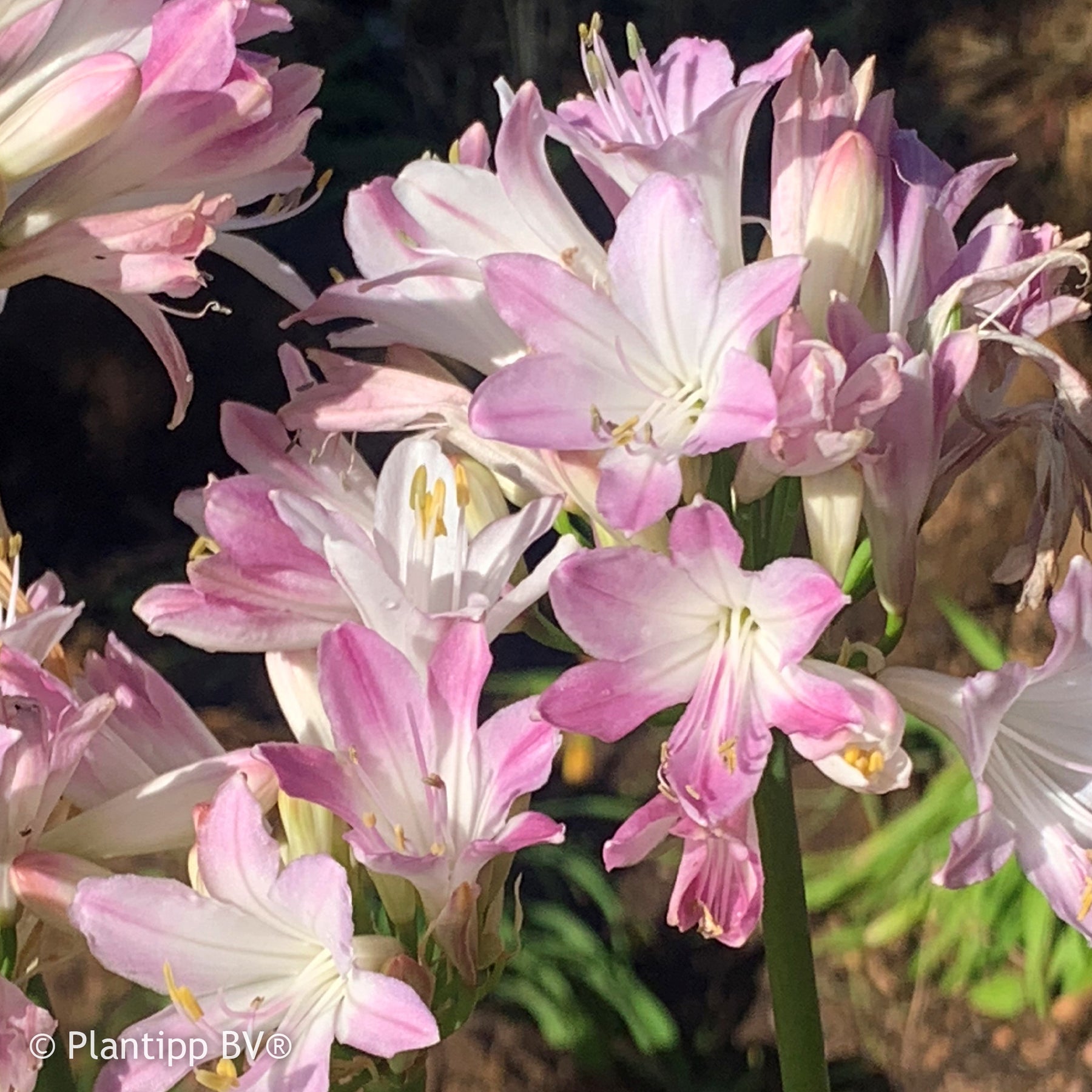 Agapanthe Blush Pink - Willemse