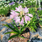 Agapanthe Blush Pink - Willemse