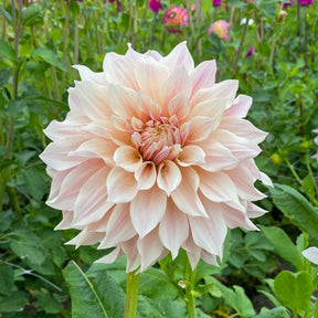 Dahlia Café au Lait - 3 Dahlias géant Café au Lait - Dahlia